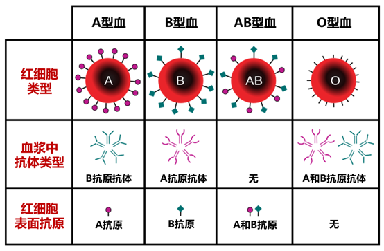 "准确解读：哪种血型最容易得癌症？科学揭示！"