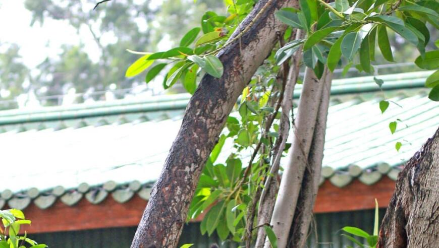 广州空中瑜伽女王熊猫‘雅一’归来，让众人感叹世界的魅力与美好