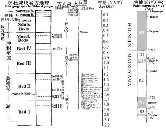 "第四个纪地层泥河湾盆地新发现的鹿角梁古生物遗存，刷新了我们对古代动物的认知!"