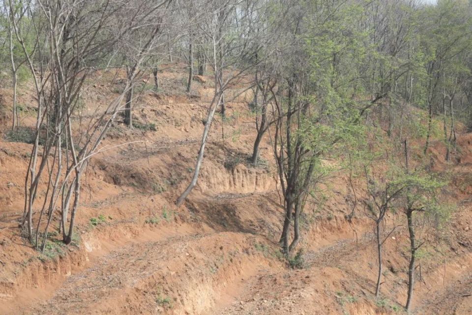 "极端天气对春茶生产的影响：全国各地的春天茶如何状况？"