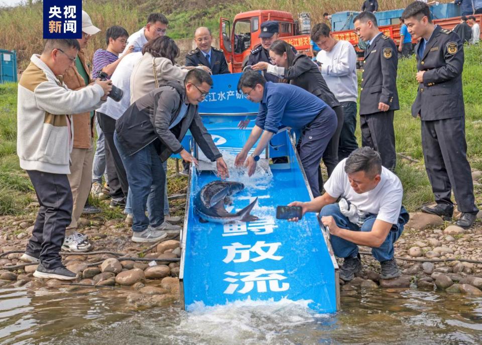 "长江鲟野外天然水域成功进行人工繁殖试验，野生种群数量得到显著增加"