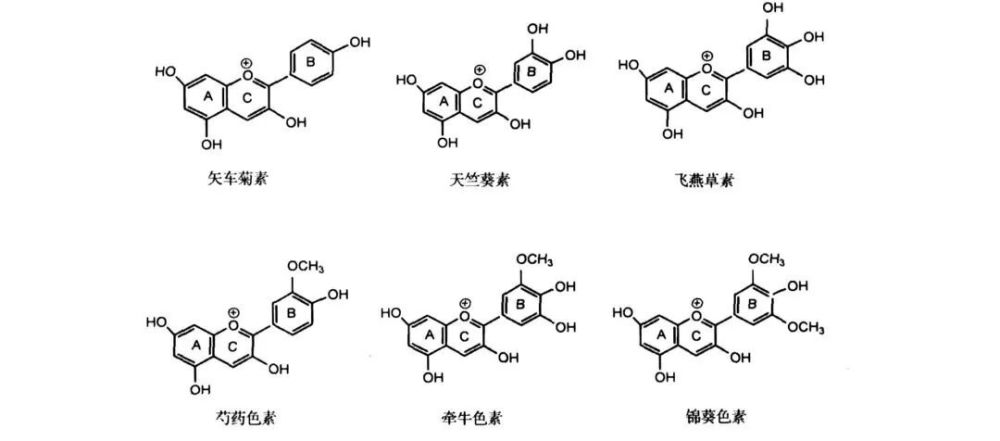 "享受春光，一起畅游在盛开的花朵海洋中——春天美食之旅"