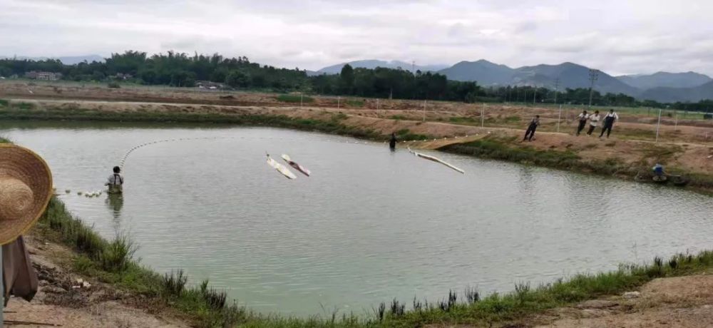 "科学家们正在尝试新的方法，以提升鱼类的口感和营养价值，使它们成为更加美味且经济高效的渔业资源"