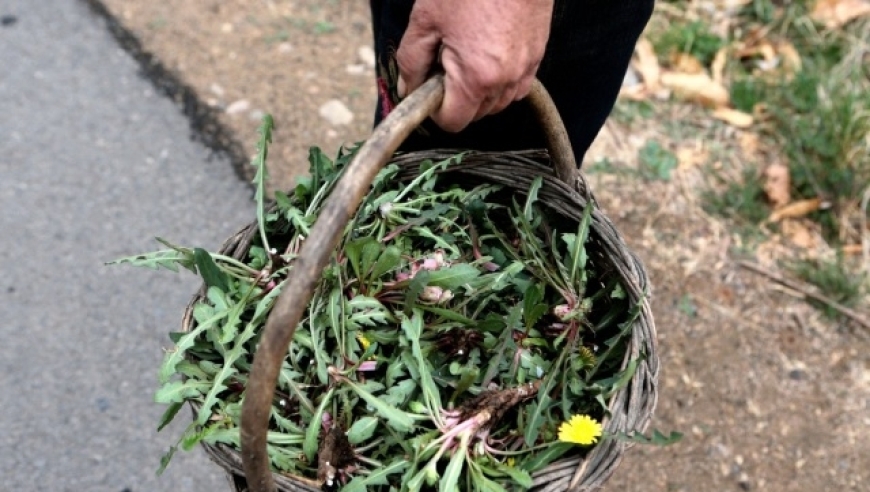 防范误食：了解并避免这些野生野菜的潜在危害