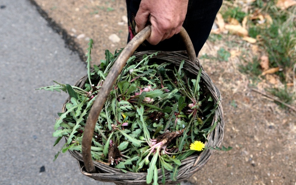 "防范误食：了解并避免这些野生野菜的潜在危害"