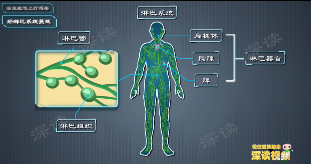 "4大事项助你防止卵巢炎，健康生活从有效管理妇科疾病开始！"