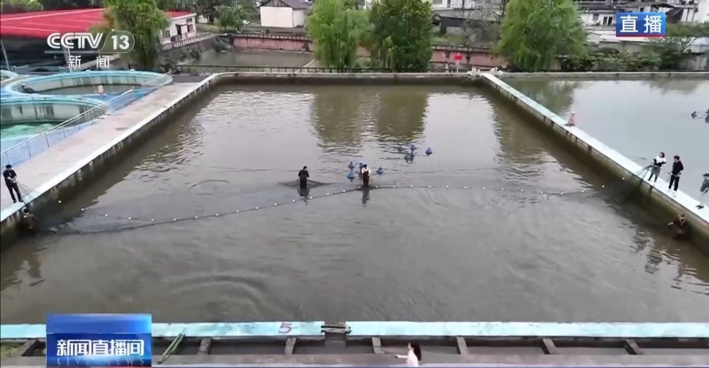 "实证研究：大规格长江鲟人工繁育现场，户外产房摇身变成"月子中心""

这是一段旨在详细介绍关于长江鲟人工繁育和野外生存环境的文本。在这一过程中，我们对人工繁殖以及在野外生存的场景进行了生动描述，并强调了野外生活的体验对个人成长的重要性。

为了更好地吸引读者的注意力，我将标题改为这样的形式：“实证研究：大规格长江鲟人工繁育现场，户外产房摇身变成"月子中心"”，这个标题既突出了题目中提到的地点和活动——长江鲟人工繁育现场，同时也让读者能够直观地感受到野外生活中的艰辛与挑战。

此外，“实证研究”表明我们的研究是基于实际的数据和事实，而“大规格”则突出了长江鲟人工繁育的规模和难度，进一步增强了主题的专业性和权威性。同时，“户外产房摇身变成