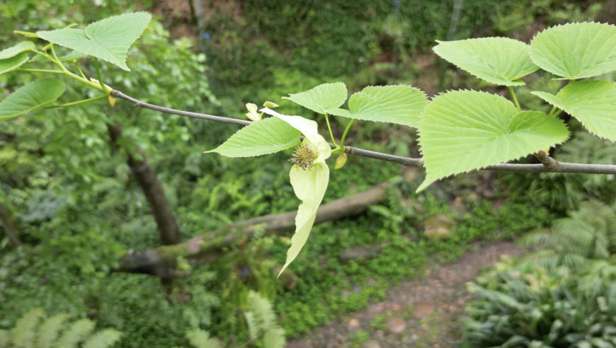 桐妹儿再现生机，成功繁衍，让成都市植物园再续辉煌