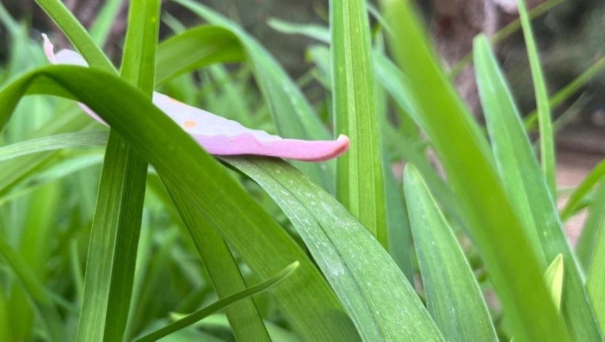 防患于未然：如何帮助过敏宝宝度过花粉季?