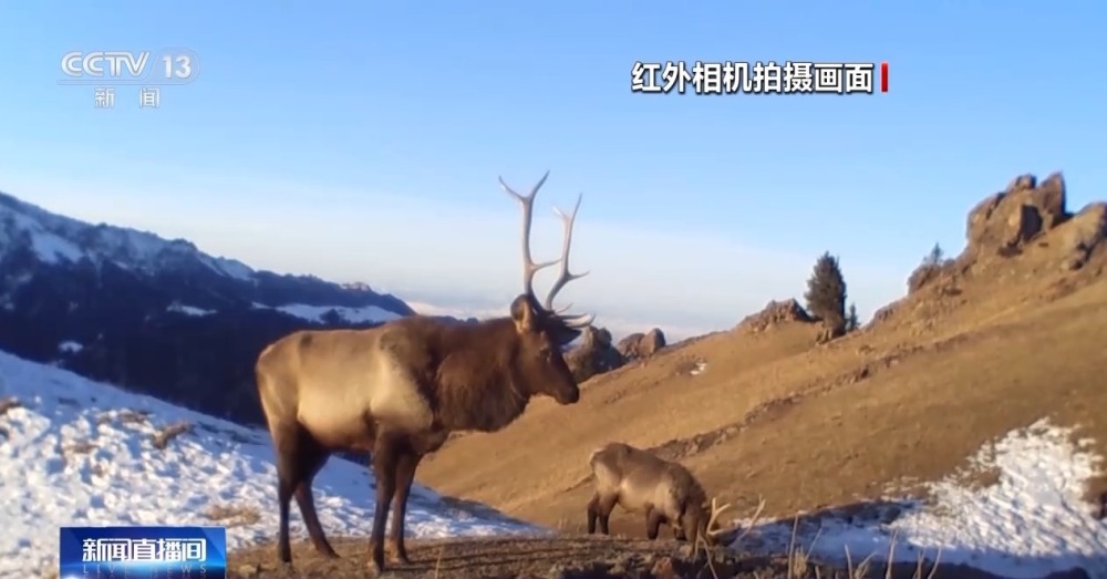 "巍峨雪山中，\"雪崩\"宣布\"领土主权\"的行动"