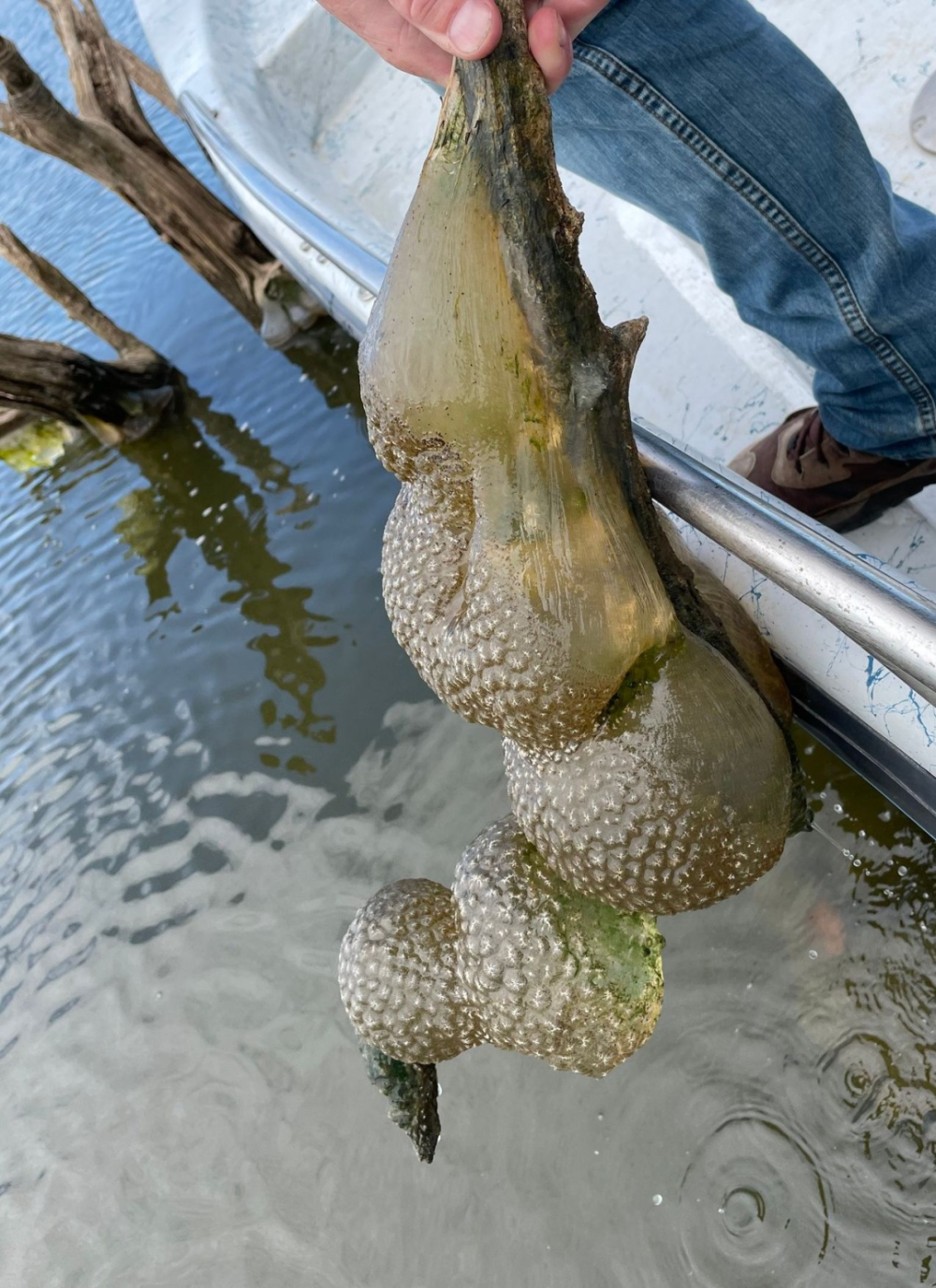 "4.7亿年前湖底神秘生物——哥斯拉之卵的起源与进化"