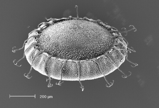 "4.7亿年前湖底神秘生物——哥斯拉之卵的起源与进化"