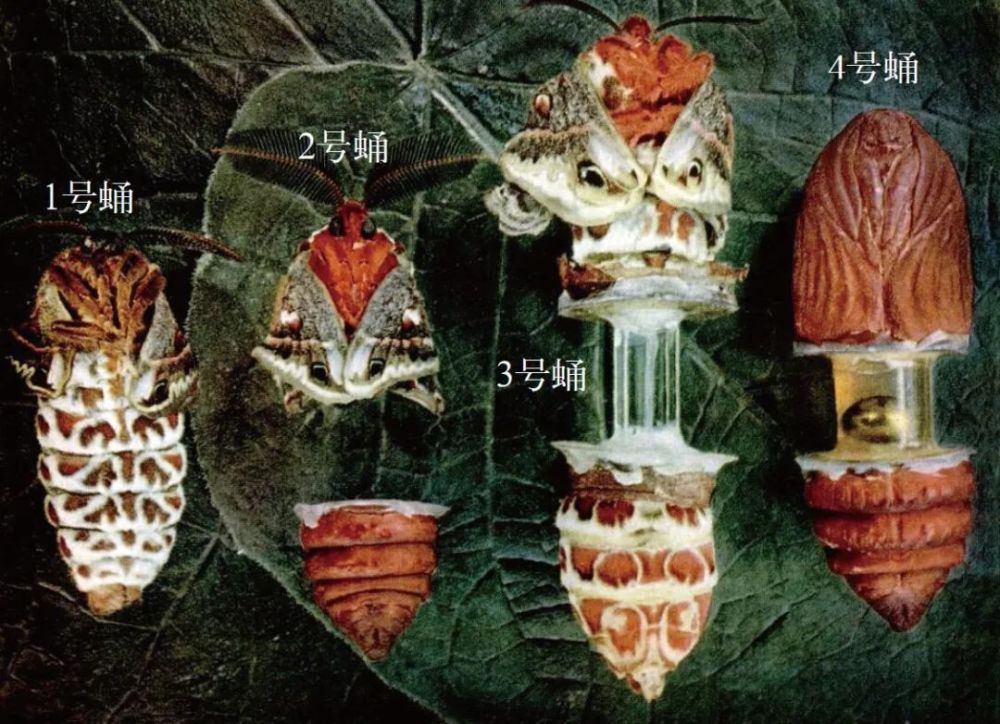 "揭秘不可思议的诡异飞蛾实验：科学揭示昆虫世界的奥秘"