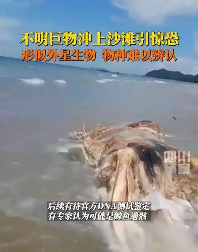 "诡异现象：外星生物巨型尸体冲击马来西亚海滩，官方DNA鉴定正在进行中"