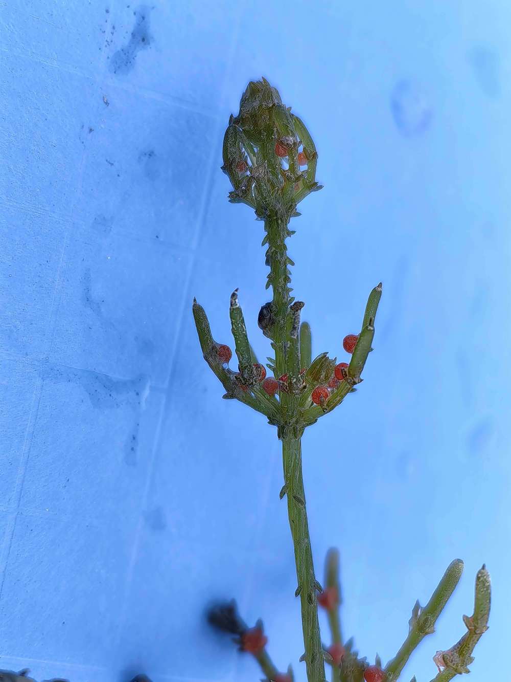 "青海：又添一植物新纪录，拟球状轮藻首次在高原地区被发现"

这是一个较为专业且富有的标题。如果您需要的是一个更为简洁明了的版本，您可以考虑使用："青海省植物新纪录，拟球状轮藻首次发现"。这样的标题既保留了原文的主要信息，又保持了语言的简洁和易懂。