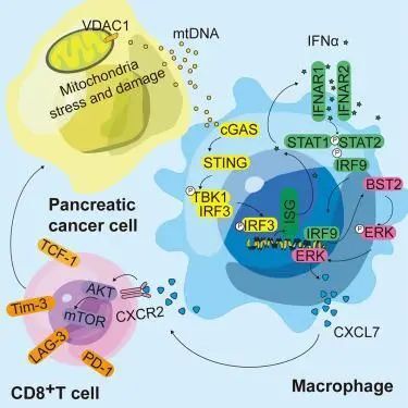 "浙江大学梁廷波/章琦团队揭示：细胞子刊：深入解析胰腺癌免疫抑制与肿瘤生长的机制"