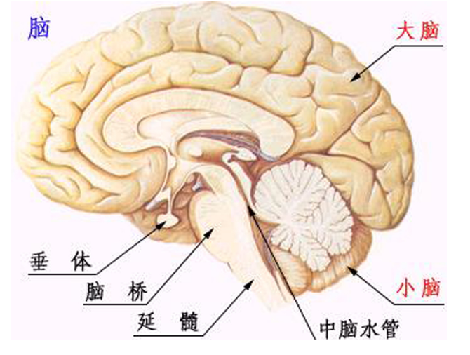 "解释：在睡觉时身体为何会抖动"