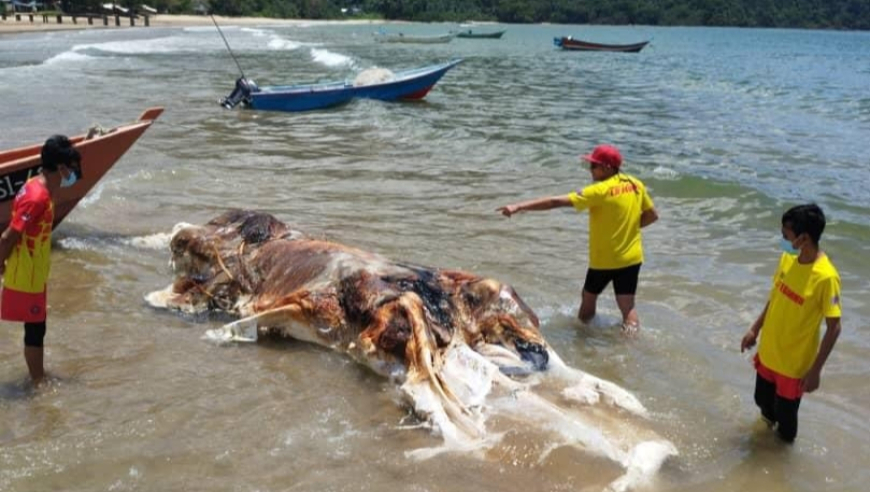 马来西亚海滩惊现神秘生物遗骸：揭示海洋中的未知之谜——详尽解析与解密海怪的身份