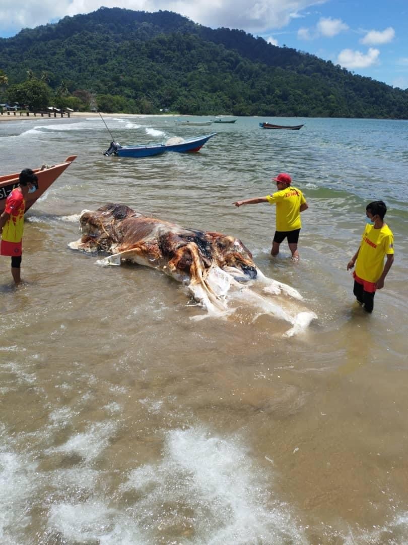 "马来西亚海滩惊现神秘生物遗骸：揭示海洋中的未知之谜——详尽解析与解密海怪的身份"