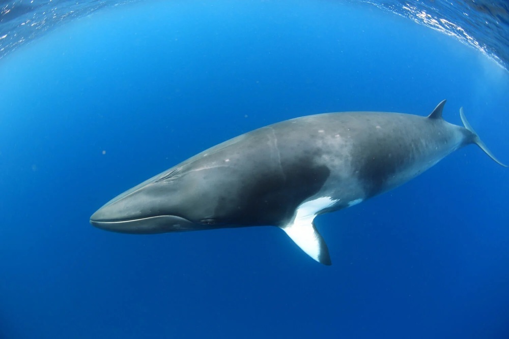 "马来西亚海滩惊现神秘生物遗骸：揭示海洋中的未知之谜——详尽解析与解密海怪的身份"