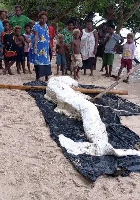 "马来西亚海滩惊现神秘生物遗骸：揭示海洋中的未知之谜——详尽解析与解密海怪的身份"