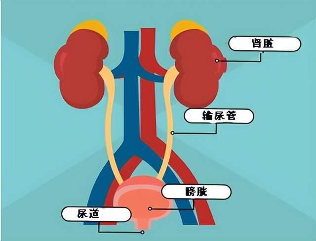 "深入了解尿路感染：警惕九种常见病因并做好预防措施"