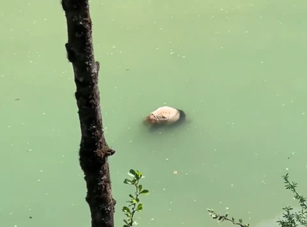 "网友称在四川宝兴县发现疑似溺死的大熊猫，林业局已经派出调查人员进行核实"