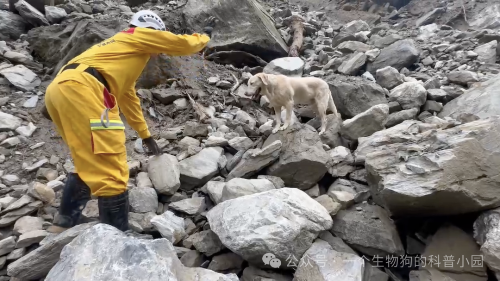 "台湾救援犬 Roger 出人意料地成为全球网络红人，差点失去工作"