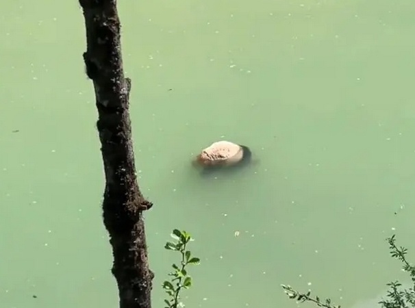 "四川宝兴大熊猫溺亡正检测死因，当地野生动物资源令人忧虑"