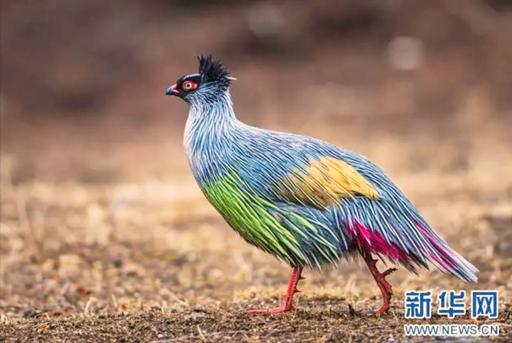 "祁连山血雉觅食、羽毛美丽、情绪暴躁，关进笼子里就会绝食？了解这些特性，保护好可爱的野生动物"