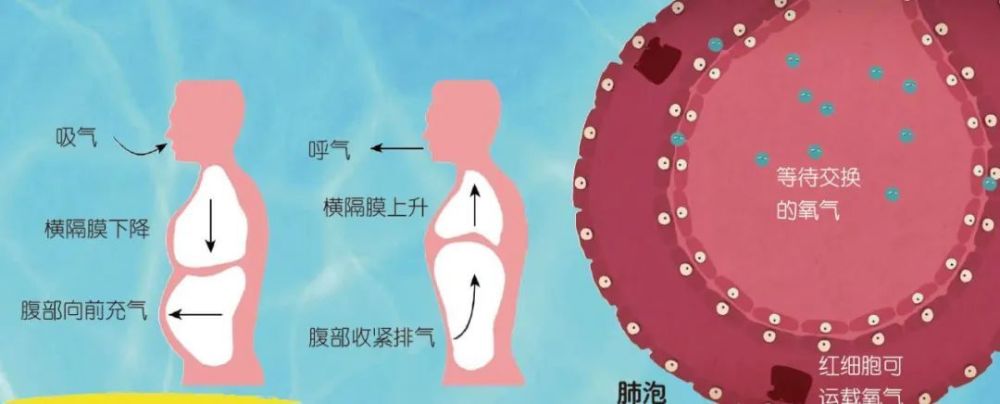 "人类究竟可以憋气多长时间？详述科学解析及实际挑战"