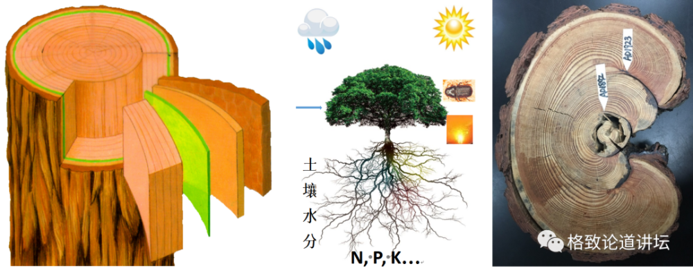 "史书与年轮：一树见证秦始皇盛衰的真实面纱"