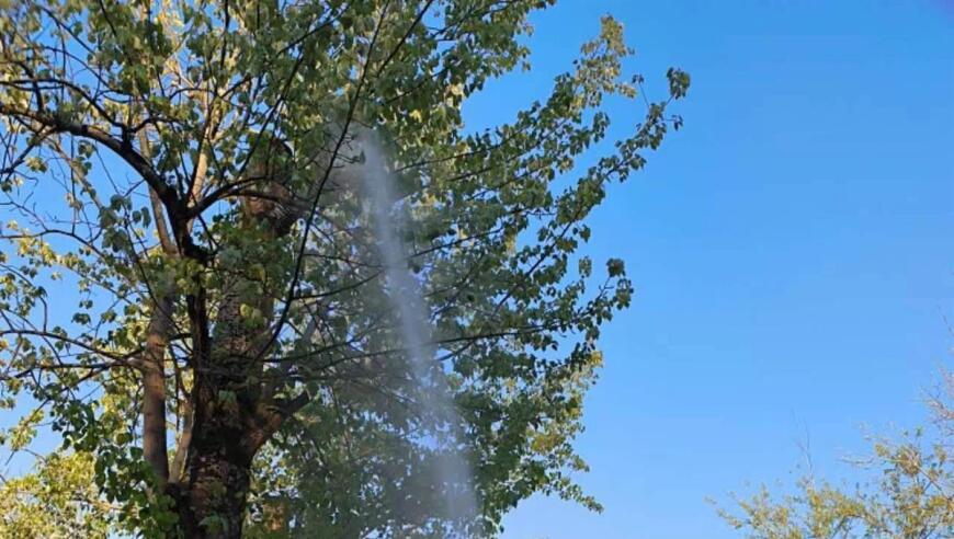 多地进入杨柳絮飘飞期，有人‘全副武装’出行，专家提醒警惕过敏反应

多地杨柳絮满天飞，市民纷纷戴口罩出门，专家称需关注过敏风险