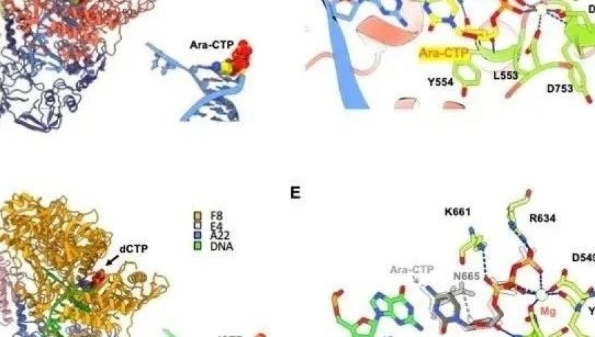 结构解析：揭秘猴痘病毒DNA聚合酶抑制剂的工作原理及分子机制