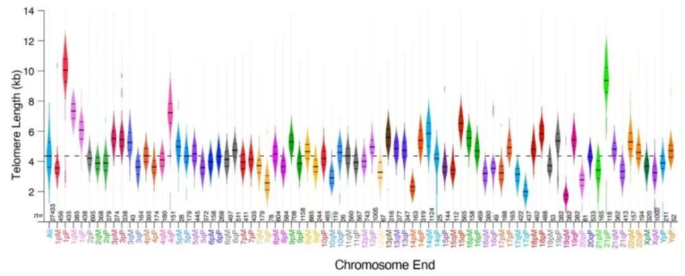 "崭新的《科学》发现揭示了端粒长度与染色体特异性的关系，并指出不同的染色体之间存在显著差异。此重大发现为遗传学研究提供了新的视角。"