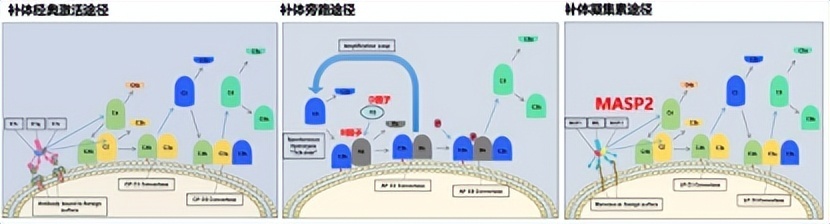 "2019年并购盛宴：高达355亿的IgA肾病赛道开启新纪元"