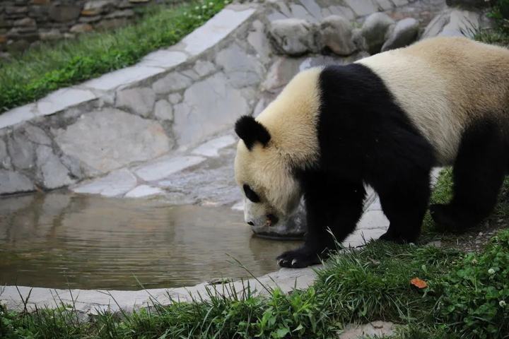 关于野生大熊猫的又一悲剧：溺亡事件凸显其是否会游泳的问题