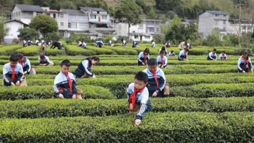 恩施一小学生在春节期间亲身体验采茶乐趣，家长赞赏其学习与生活两不误