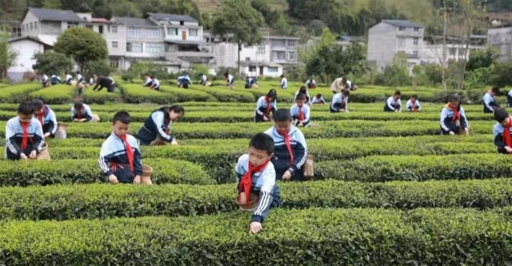 "恩施一小学生在春节期间亲身体验采茶乐趣，家长赞赏其学习与生活两不误"