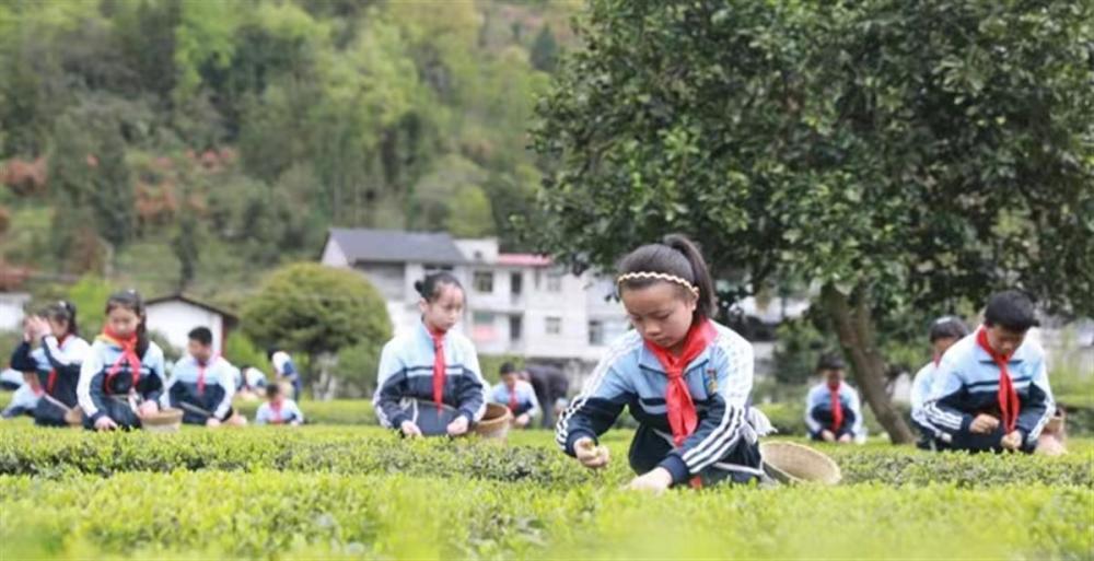 "恩施一小学生在春节期间亲身体验采茶乐趣，家长赞赏其学习与生活两不误"