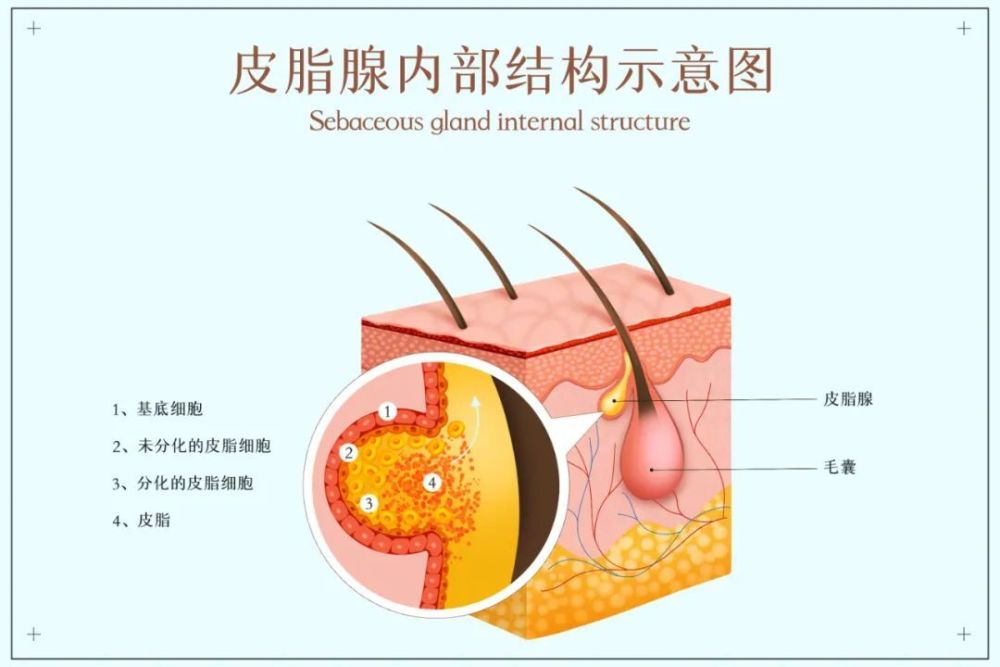 "请注意，这种胎记可能是癌症的警示信号。理解并掌握以下要点可以帮你做出明智决定！"