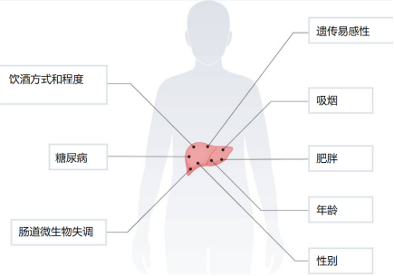 "详尽解析：哪些生活习惯可能导致酗酒引发的肝脏疾病，让我们一目了然！"