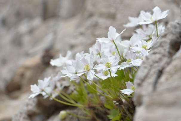 "门头沟区：盛放世界级珍稀植物-槭叶铁线莲齐放"