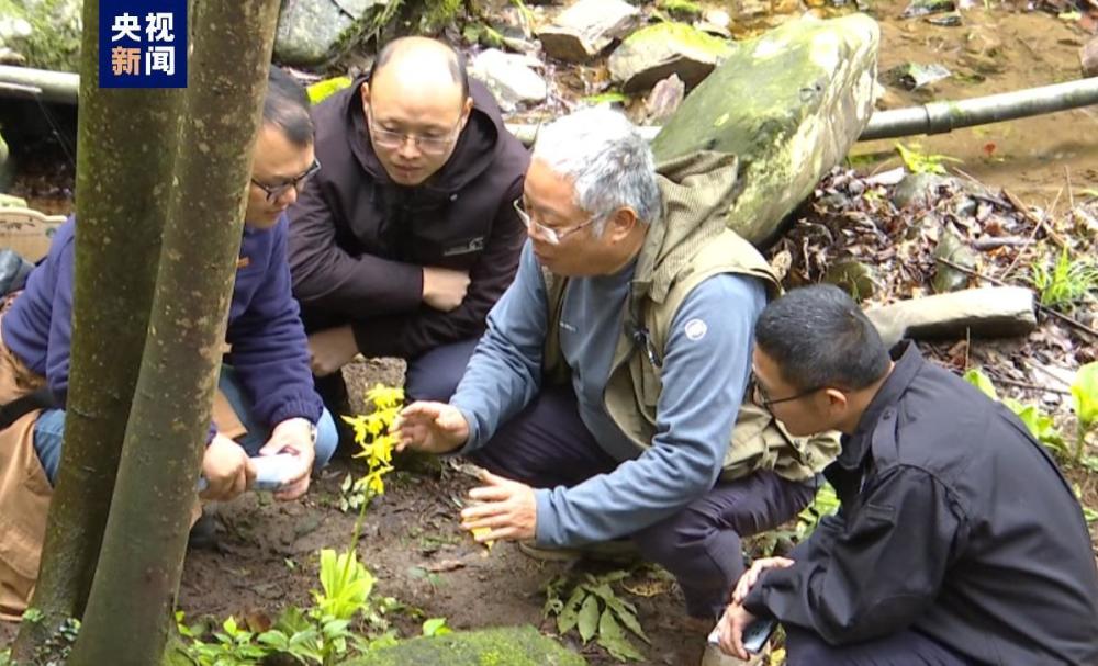 "江西一地罕见开花，被誉为植物界"金丝猴"的3年现象再续辉煌"