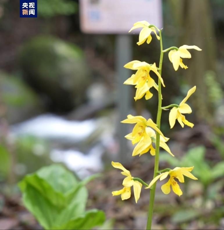 "江西一地罕见开花，被誉为植物界"金丝猴"的3年现象再续辉煌"