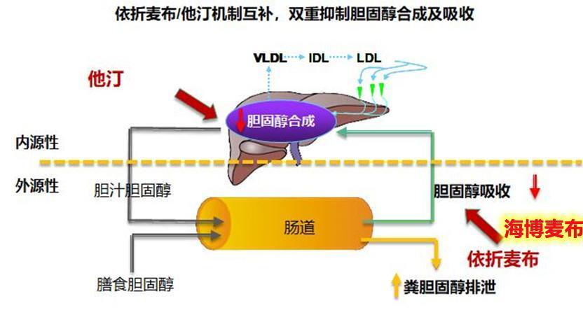 "网上的说法真的对吗：不吃他汀和血脂康会导致降脂无效？"