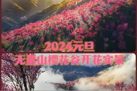 2024年大理无量山樱花谷花开实景实时更新：冬季赏花攻略详解！