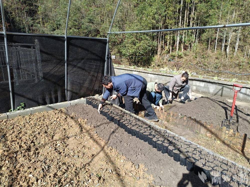 "五峰成功繁育并推广伯乐树：国家二级保护野生植物的守护者"

以下是我为您

"五峰成功培育野生伯乐树，其生态价值和科研意义备受关注：我国珍稀物种的保护与传承"