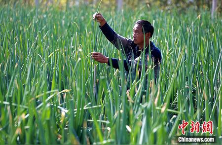 食遍中国风味：热爱葱香的山东人在每一个美食角落都有浓厚的家乡味道