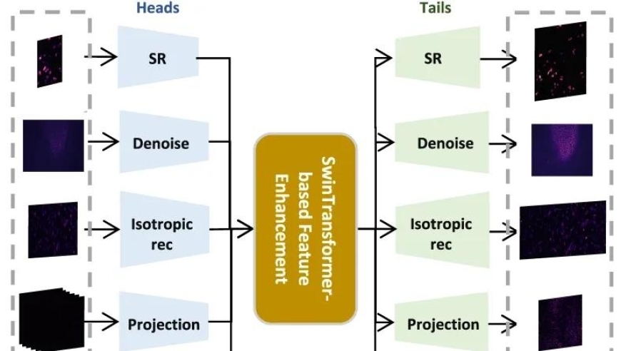 复旦AI for Science实验室，实现‘秒变高清相机’：精密显微镜引领科学创新